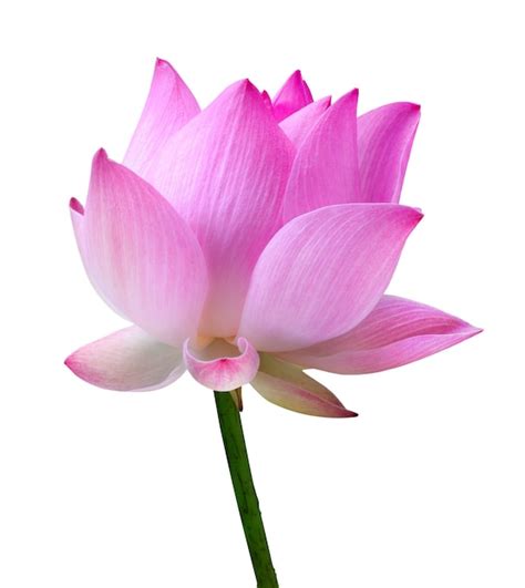 Premium Photo Close Up Pink Lotus Flower High Resolution Isolated On