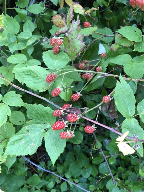 There are plenty of deciduous and evergreen dwarf tree options. What are these berries growing in my yard? : foraging