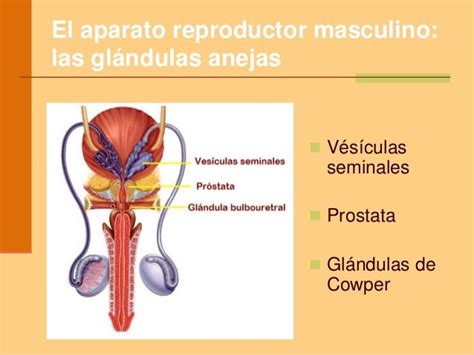 Aparato Reproductor Masculino