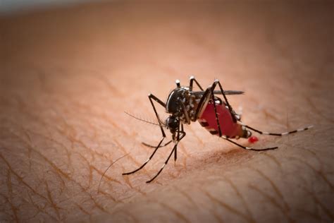 ชิคุนกุนยา (Chikungunya) คืออะไร? ติดต่อทางไหน? | HonestDocs
