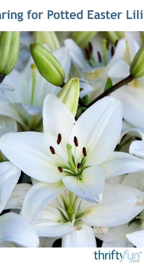 Caring For Potted Easter Lilies Easter Lily Easter Lily Care Flower