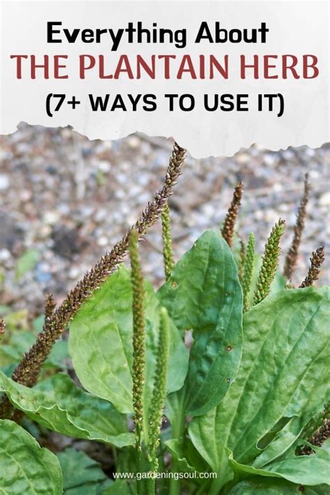 Everything About The Plantain Herb 7 Ways To Use It