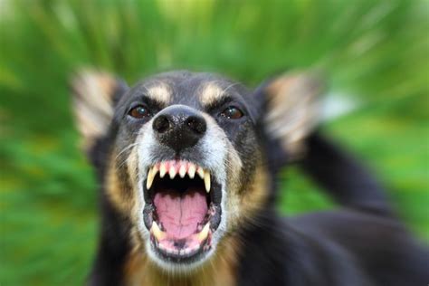 Rabies Foaming At The Mouth Dog Hasma