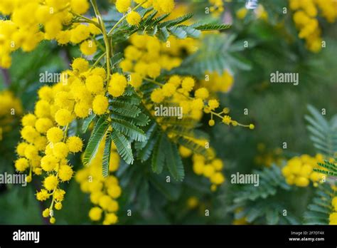 Mimosa Tree With Bunches Of Fluffy Tender Flowers Of It Background Of
