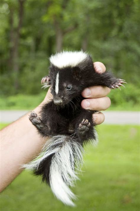 Baby Skunk Skunks And Foxes Pinterest Pets Earthworms And Will Have