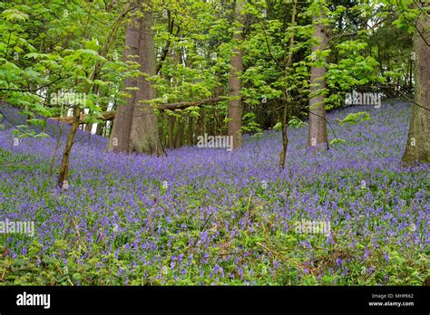 English Bluebells In Woods Near Atherstone North Warwickshire Stock