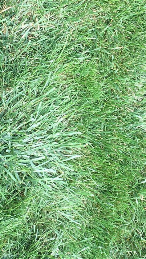 Identifying Types Of Grass Lawnsite™ Is The Largest And Most Active