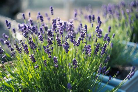 How Much Sunlight Do Lavender Plants Need Petal Republic