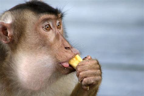 Monkey Eating Banana Stock Image Image Of Fruit Tongue 10665977