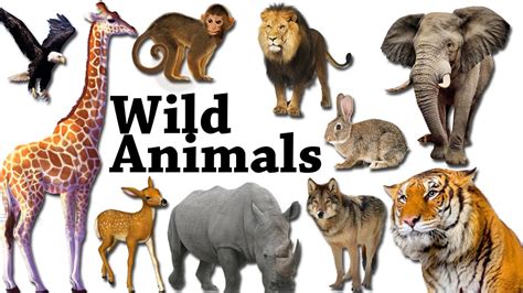 Learn Wild Animals Body Parts For Kids Learning Wild
