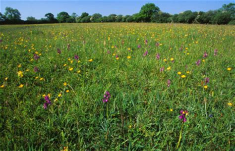 12 Top Wildflower Meadows To Visit Country Life