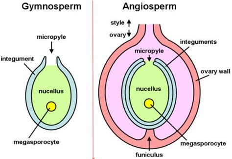 Difference Between Angiosperms And Gymnosperms Biology Educare