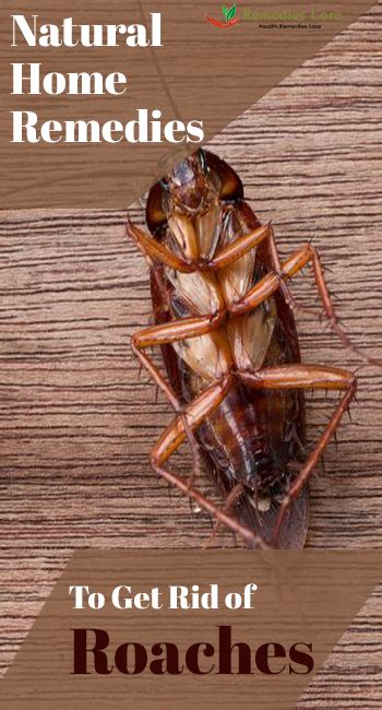 Natural Home Remedies To Get Rid Of Cockroaches Remedies Lore