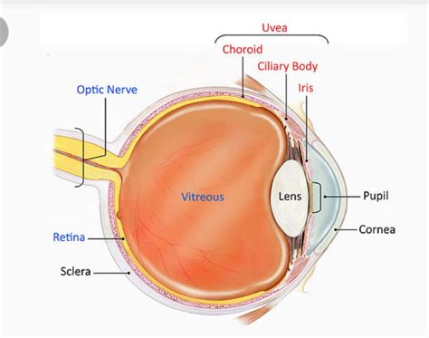 Which Supplies Blood To The Uveal Tract Optometry Case