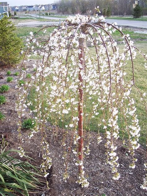 Add Grace To Your Yard With These 19 Weeping Trees Landscaping Trees