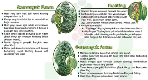 Untuk mendapatkan anak benih lada hitam, sila wsap kami www.wasap.my/6011589. PERHEBAT BUSINESS SCHOOL: Potensi Tanaman LAda Hitam Di ...