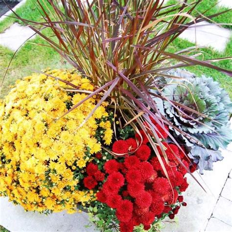 Beautiful Fall Mums And Kale Fall Mums Landscape Services Landscaping