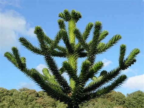 Monkey Puzzle Tree L Truly Remarkable Our Breathing Planet