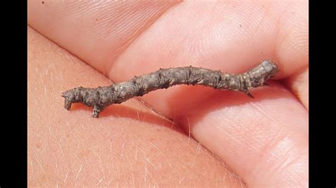 Caterpillar That Looks Like A Pine Twig YouTube