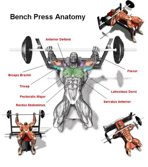 Bench Press Muscles Worked Diagram Estrella Rand