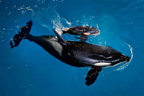 Seaworld San Antonio Whale Takara Gives Birth To Last Baby Killer Whale