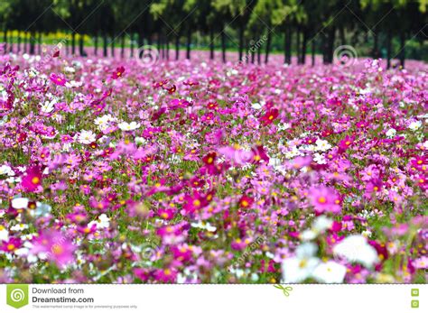 Group Of Pink Flower Cosmos In Garden So Beautiful Nature Landscape In