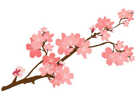 Japanese Cherry Blossom Flower Drawing Free Download On