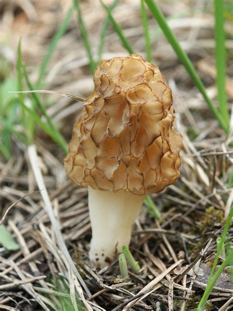 Сморчок настоящий (съедобный) (Morchella esculenta) | Stuffed mushrooms ...