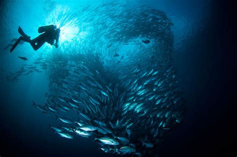 Worlds Best Underwater Photos