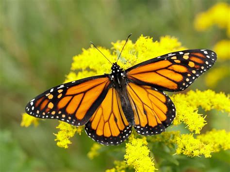 Monarch Butterfly Conservation