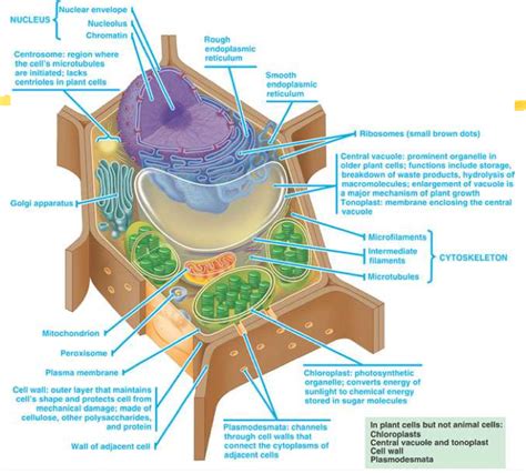 Plant cells are eukaryotic cells present in green plants, photosynthetic eukaryotes of the kingdom plantae. Cell organs - Biological Sciences with Nedved at Winterset ...