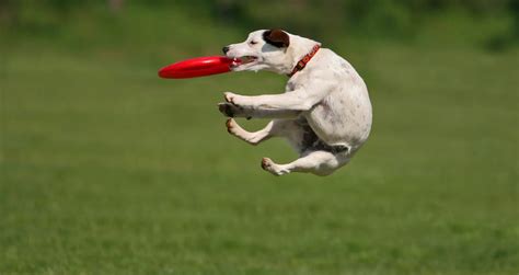 Dog Frisbee A Great Outdoor Game Happy Jack Russell