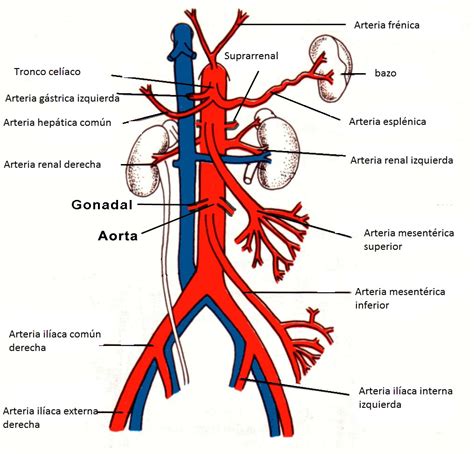 Anatomía Y Fisiología Abdominal