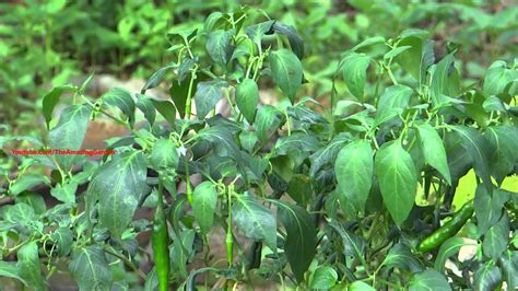 Green Chilli Plant Youtube