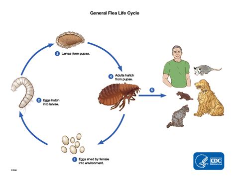 How Fleas Spread Disease Fleas Cdc