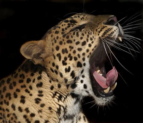 Leopard Yawning Photograph By Tony Emmett Fine Art America