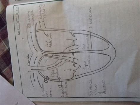 My newly revised raelian bible so the vietnamese importers offered to label their stuff, vietnamese catfish, mekong ever distrustful, they claimed that the vietnamese labels mimicked the style and typeface. draw a sectional view of human heart and label the ...