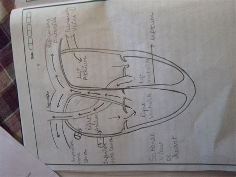 Step by step drawing tutorial on how to draw a tilapia tilapia is a type of fish and are in the species of cichlid fish. draw a sectional view of human heart and label the ...