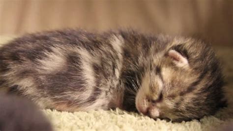 Video 41 6 Day Old Cute Tabby Kitten Youtube