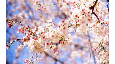 Download Cute Floral Spring 4k Wallpaper By Stevenward Cute Spring