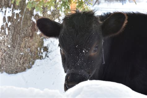 Free Images Cow Winter Snow Farm Outdoor Countryside Field