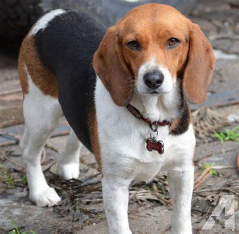 pocket beagle  dog breeders part