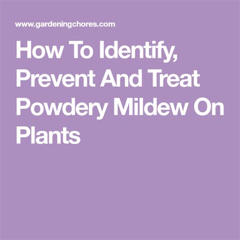 How To Identify Prevent And Treat Powdery Mildew On Plants Powdery