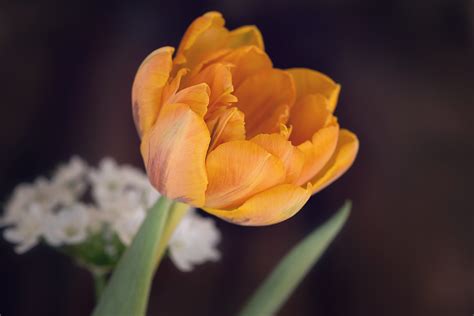 Fotos Gratis Fotografía Pétalo Florecer Tulipán Botánica