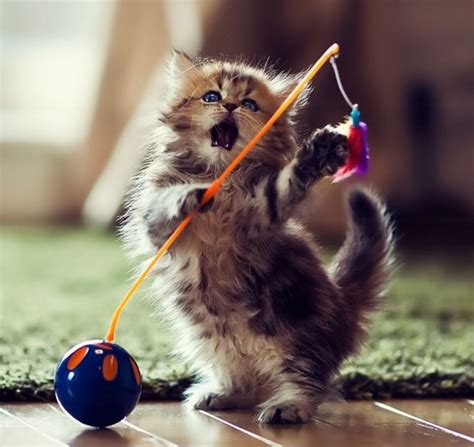 Consider a dream where you like cats, and adore kittens. Kitten Playing With Toy Pictures, Photos, and Images for ...