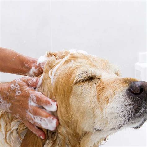 The winter coat also sheds in the spring. Dog Grooming Guide for Summer - Bow Wow Pet Insurance