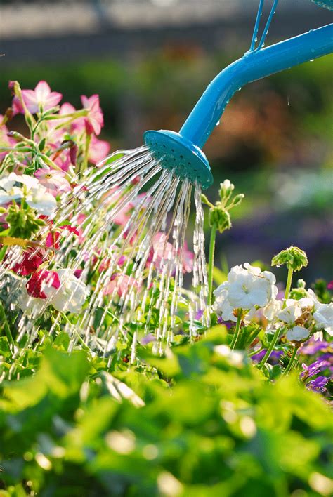 tips  watering  flower beds