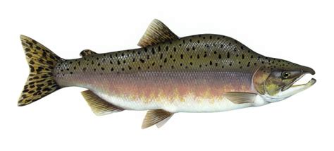 Pink Salmon Facts And Life Cycle Fly Fishing Tips And