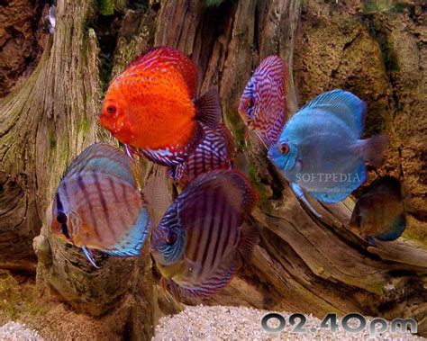 Download Aquarium Fishes Free Screensaver 10