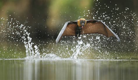 a grey headed flying fox skims the water surface in australia wild life australia photos